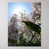 薄紫 ポスター (正面)