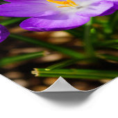 薄紫 ポスター (角)