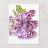 薄紫 ポストカード (正面)
