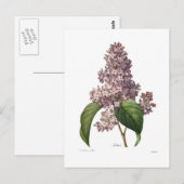 薄紫 ポストカード (正面/裏面)