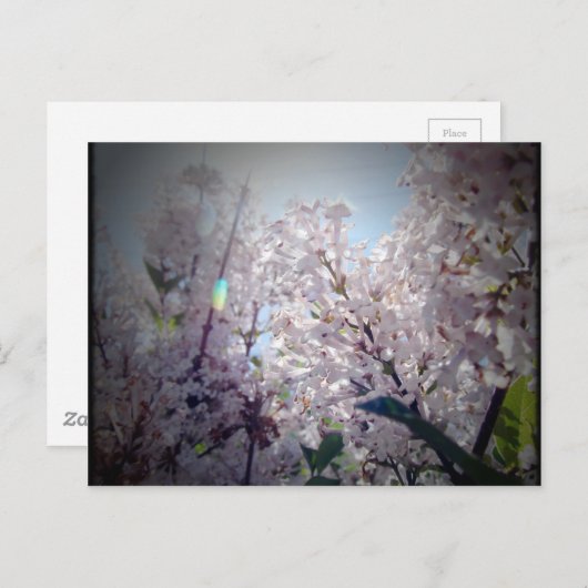 薄紫 ポストカード (正面/裏面)