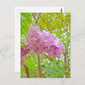 薄紫、紫丁香花(むらさきはしどい) ポストカード (正面/裏面)