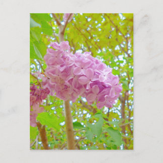 薄紫、紫丁香花(むらさきはしどい) ポストカード