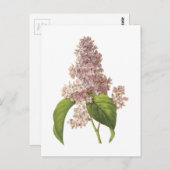 薄紫(Syringa sp.)by Redoute ポストカード (正面/裏面)