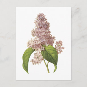 薄紫(Syringa sp.)by Redoute ポストカード