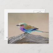 薄紫breastedのローラー(Coraciasのcaudata) ポストカード (正面/裏面)