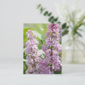 薄紫P5390ポストカード ポストカード (スタンド正面)