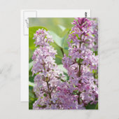 薄紫P5390ポストカード ポストカード (正面/裏面)