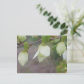 薄緑の花 ポストカード (スタンド正面)