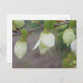 薄緑の花 ポストカード (正面/裏面)