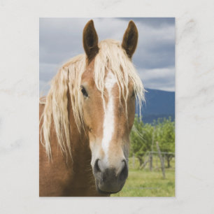 薄茶色の馬 ポストカード