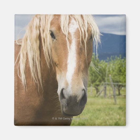 薄茶色の馬 マグネット (正面)