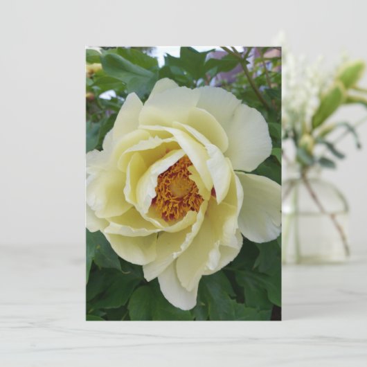 薄黄色の芍薬の花 (スタンド正面)