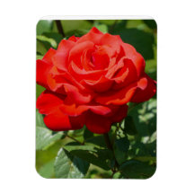 薔薇の美しさ