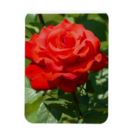 薔薇の美しさ マグネット