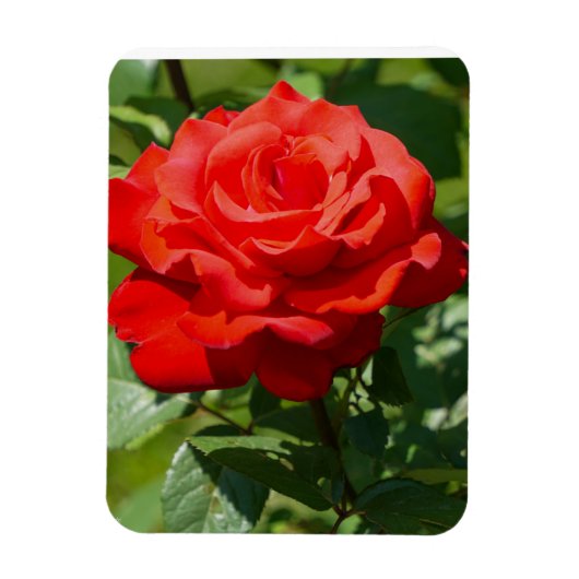 薔薇の美しさ マグネット (縦)
