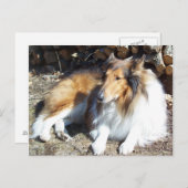 薪はがきと衝突する ポストカード (正面/裏面)