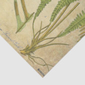 薬剤師のDecoupageのティッシュ 薄葉紙 (詳細)