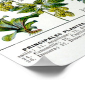 薬用植物 ポスター (角)