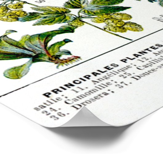 薬用植物 ポスター (角)