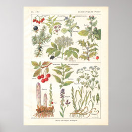 薬草が利尿薬を作フランスのる ポスター