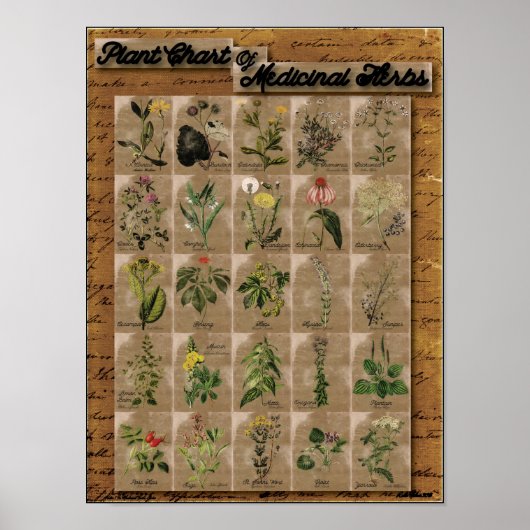 薬草の植物図1 24" x 20" ポスター (正面)
