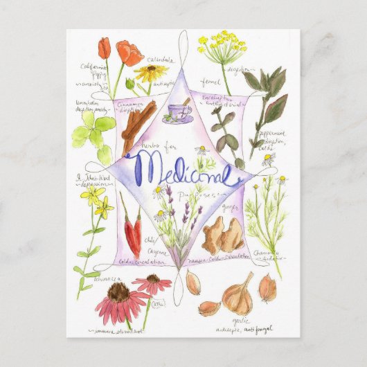 薬草エキナセアニンニクポピー ポストカード (正面)