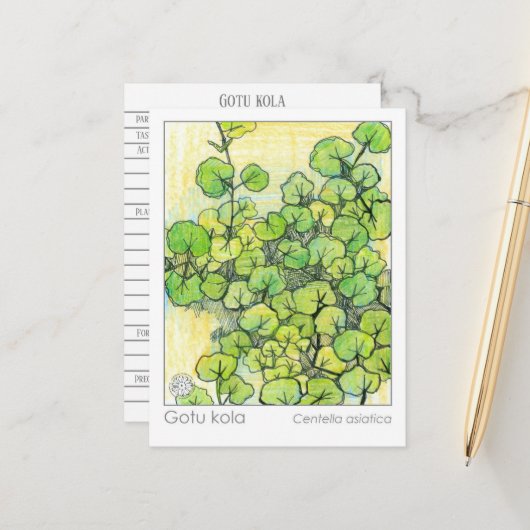 薬草ゴットコラ植物薬草勉強カード ポストカード (正面/裏面インサイチュ)