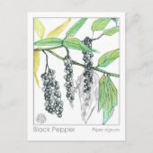 薬草マテリアメディカハーブ勉強カード ポストカード (正面)