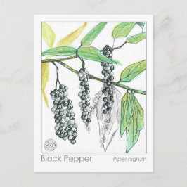 薬草マテリアメディカハーブ勉強カード ポストカード