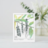 薬草マテリアメディカハーブ勉強カード ポストカード (スタンド正面)