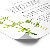 薬草院:クリーバー |価値紙ポスター ポスター (角)