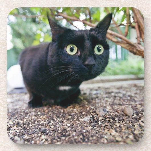 薮の下に隠れている警告された猫 コースター (正面)