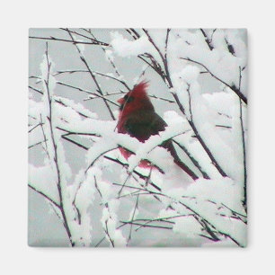 薮の美しく赤い（鳥）ショウジョウコウカンチョウはウィットをカバーし マグネット