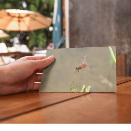 藁に乗った赤いトンボ ポストカード