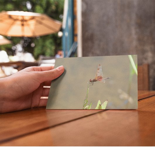 藁に乗った赤いトンボ ポストカード
