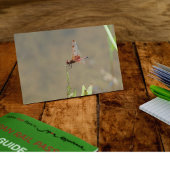 藁に乗った赤いトンボ ポストカード