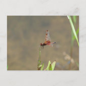 藁に乗った赤いトンボ ポストカード (正面)