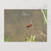 藁に乗った赤いトンボ ポストカード (正面)