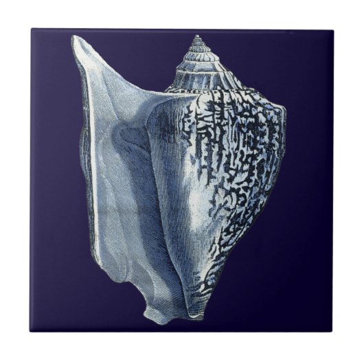 藍貝類 タイル (正面)