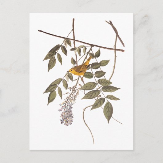 藤に青い目の黄色いコウノトリ ポストカード (正面)