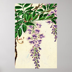 藤のつる植物は1870年咲きます ポスター