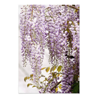 藤の花1 フォトプリント