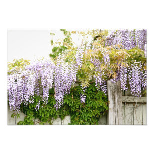 藤の花3 フォトプリント