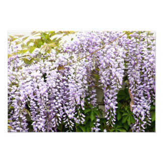 藤の花 フォトプリント