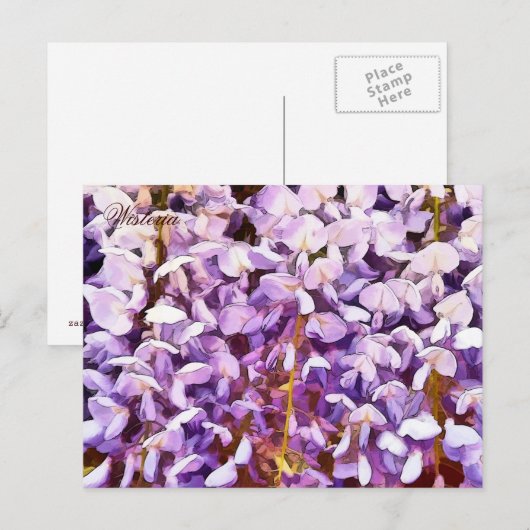 藤の花 ポストカード (正面/裏面)