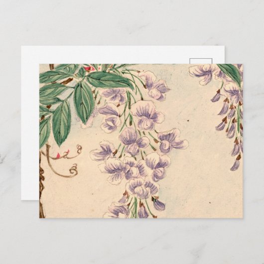 藤の花、紫の花、花の模様 ポストカード (正面/裏面)