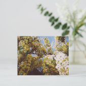 藤2011年にの上 ポストカード (スタンド正面)