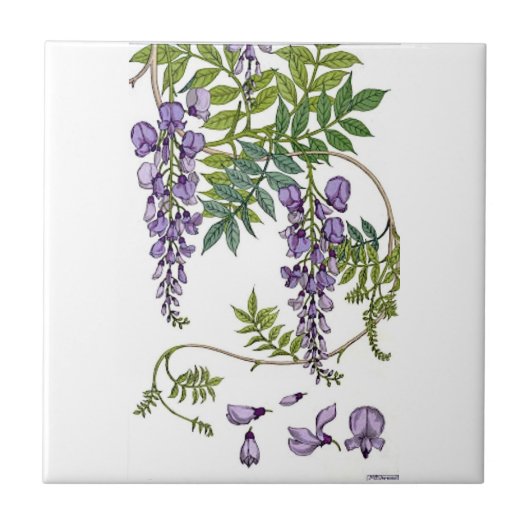 藤 タイル (正面)