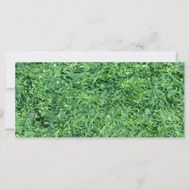 藻類の緑の背景 (正面)